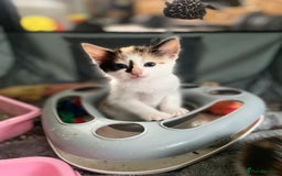 Mixed Breed cats for sale: Fluffy ginger & short fur calico 🐱🤩 - Image 20