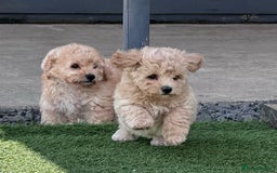Poochon dogs for sale: *Stunning Poochon puppies* - Image 9