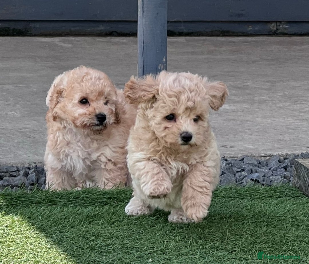 Poochon dogs for sale: *Stunning Poochon puppies* - Image 9