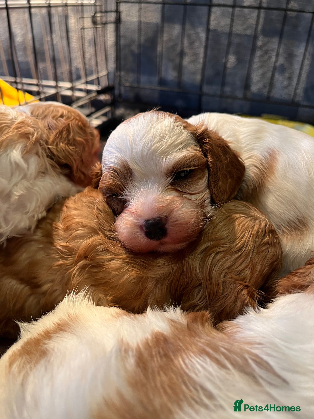 Cavapoo dogs for sale: 6 beautiful Cavapoo puppies for sale - Advert 3