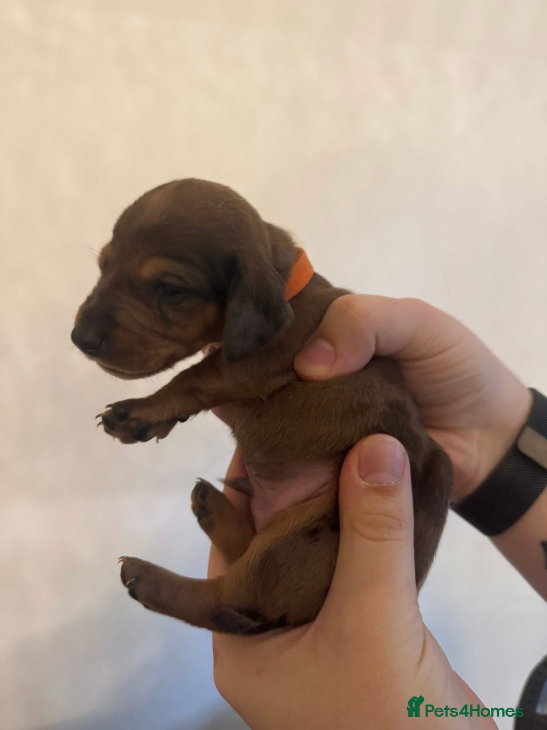 Miniature Dachshund dogs for sale: Miniature dachshund puppies for sale - Image 9