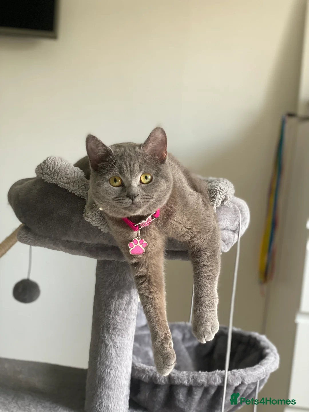 British Shorthair cats for sale: British Shorthair Female - Neutered - Advert 2