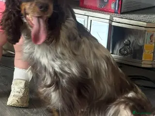 Cocker Spaniel dogs Cocker spaniel puppys - Advert 1