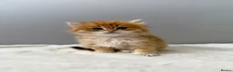 British Longhair cats for sale: Champion lines Golden British Longhairs - Advert 19