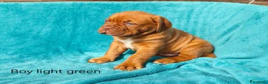 Dogue De Bordeaux Puppy 3