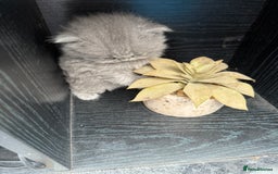 British Shorthair cats for sale: Gorgeous teddy BHS kitties from GCCF parents  - Image 8