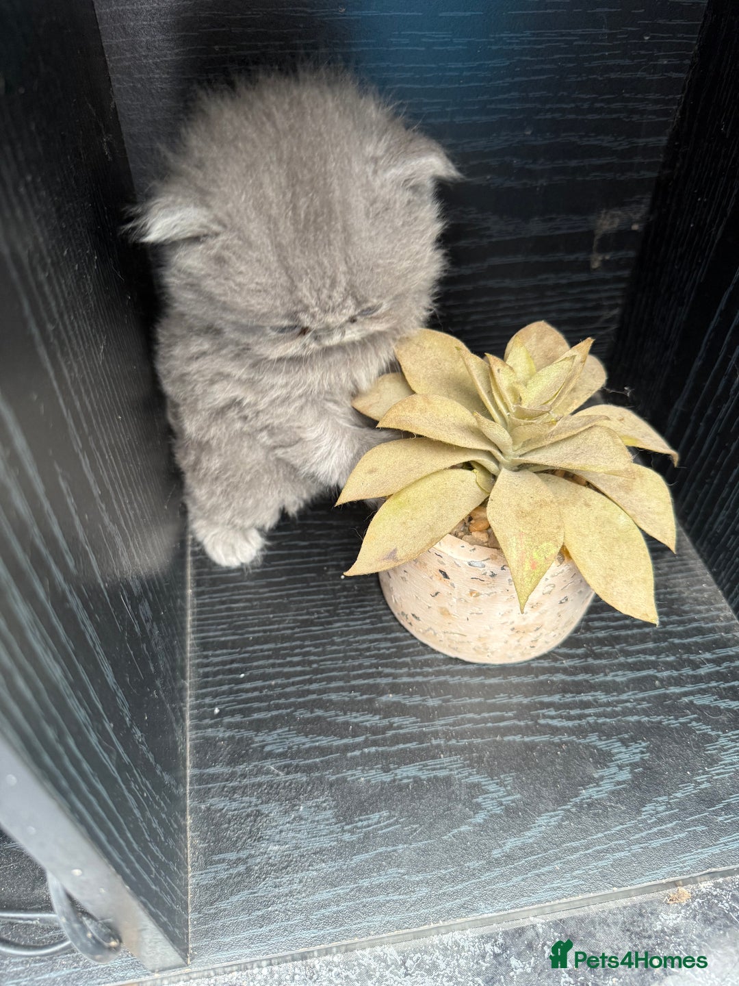 British Shorthair cats for sale: Gorgeous teddy BHS kitties from GCCF parents  - Image 8