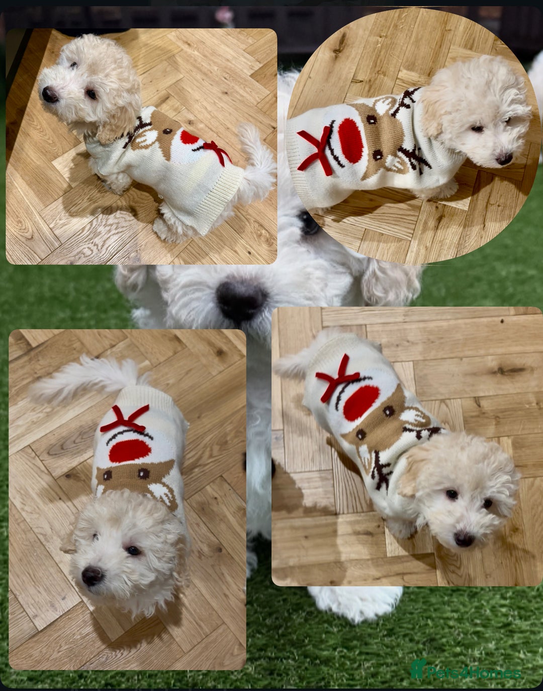 Maltipoo dogs for sale: Ready now - 1 boy left F1B Maltipoo Puppy 💜🐾 - Advert 1