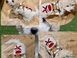 Maltipoo dogs Ready now - 1 boy left F1B Maltipoo Puppy 💜🐾 - Advert 2