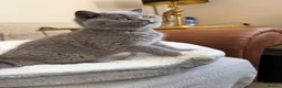 British Shorthair cats for sale: GCCF blue female now available... - Advert 14