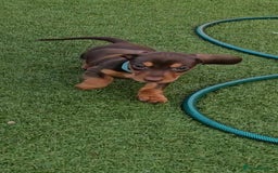 Miniature Dachshund dogs for sale:  Miniature Dachshunds ready to go Friday 19th Sept - Image 35