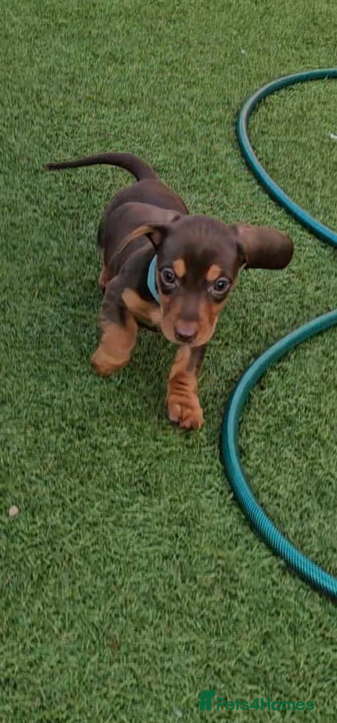 Miniature Dachshund dogs for sale:  Miniature Dachshunds ready to go Friday 19th Sept - Image 35