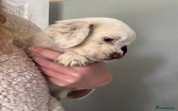 Cocker Spaniel dogs for sale: Gamekeeper bred cockers  - Image 4
