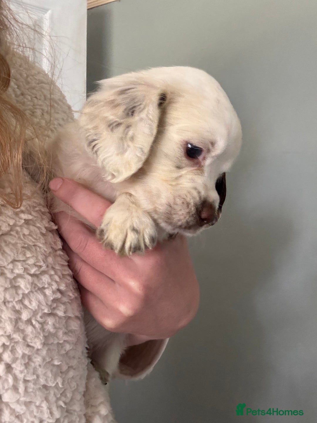 Cocker Spaniel dogs for sale: Gamekeeper bred cockers  - Image 4