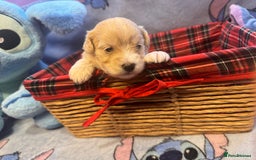 Maltipoo dogs for sale: Fluffballs of Joy 🐾💛 ready to melt your heart! - Image 10