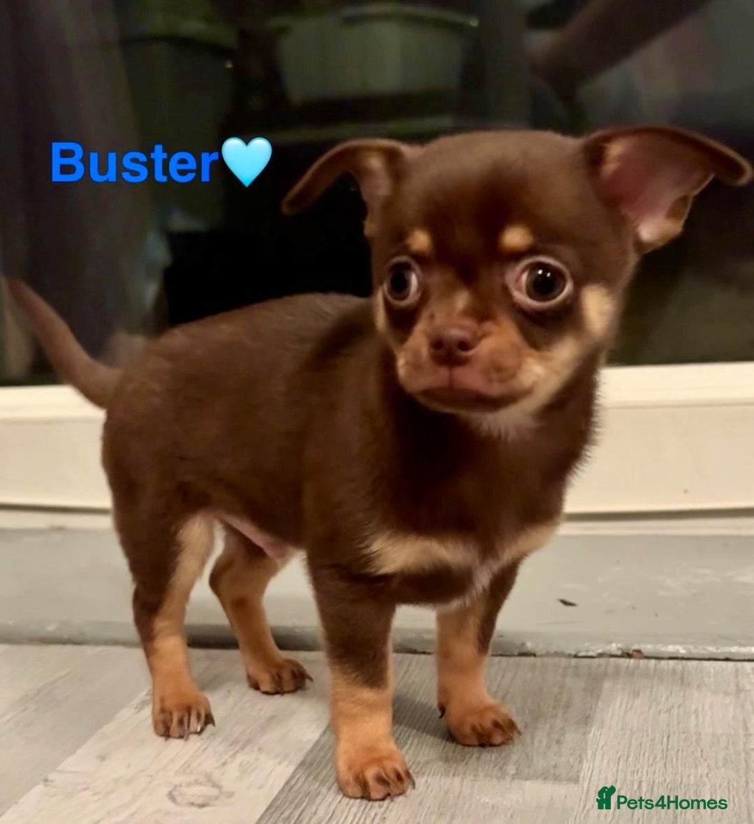 Chihuahua dogs for sale: Chihuahua Puppies  - Advert 4