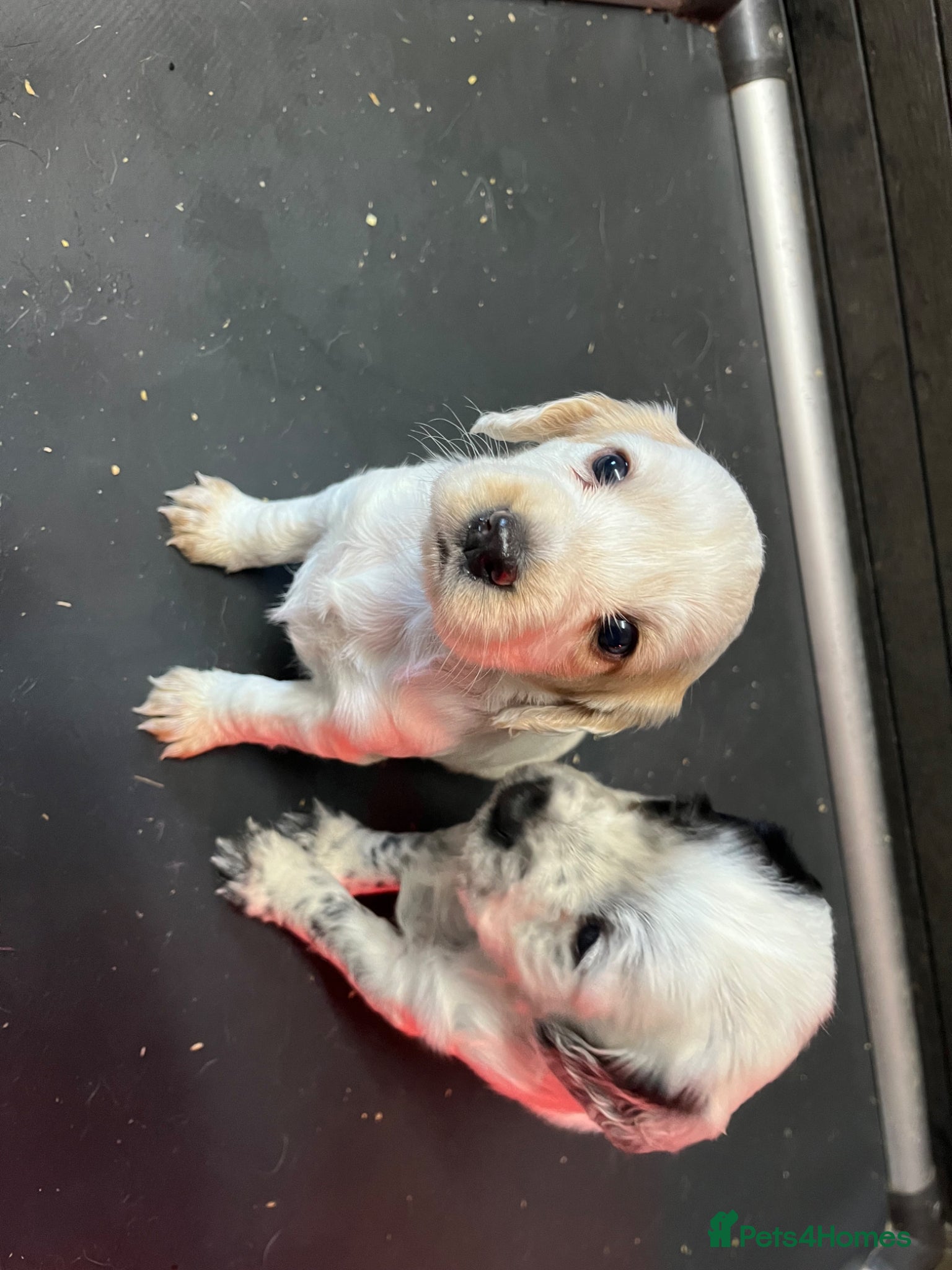 Cocker Spaniel dogs Beautiful KC Reg Cocker Spaniel Pups - Advert 1