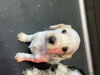 Cocker Spaniel dogs for sale: Beautiful KC Reg Cocker Spaniel Pups - Advert 1