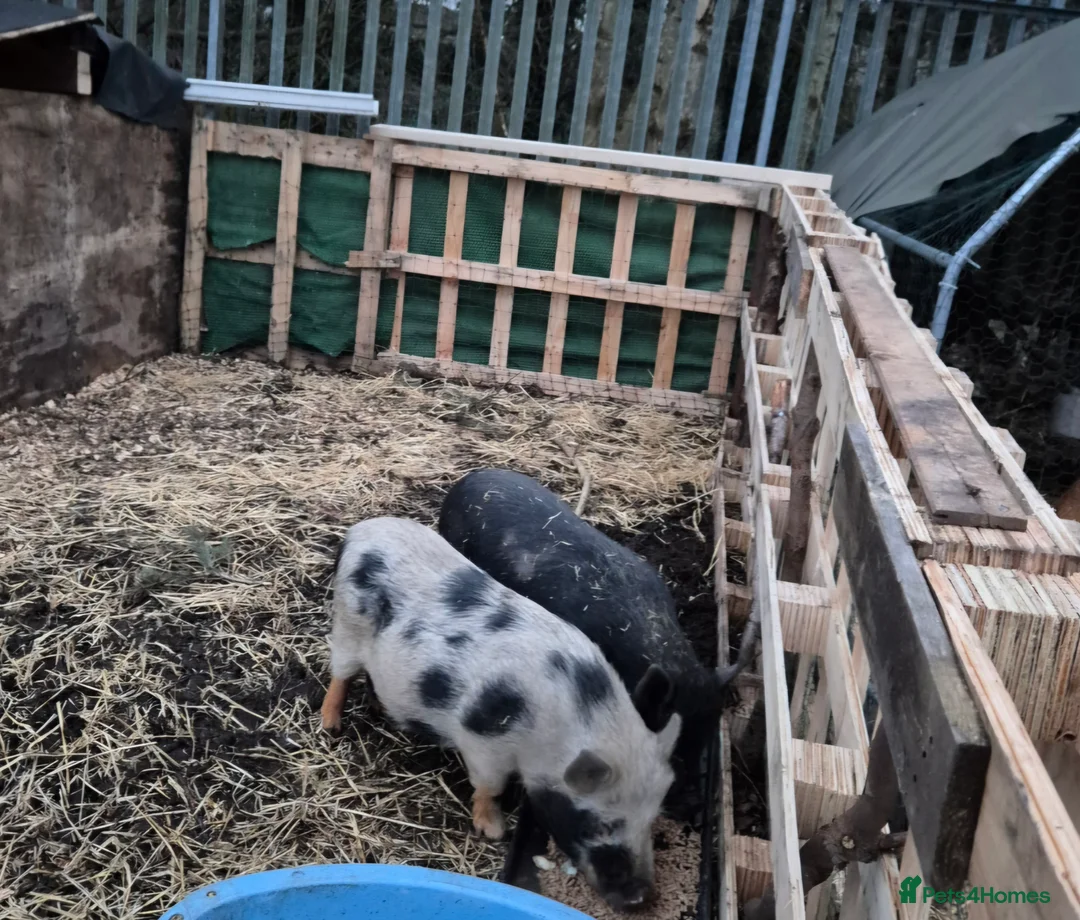 Pig livestock for sale: Juliana cross Kunekune - Advert 8