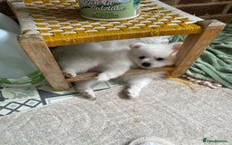 Pomeranian dogs for sale: Lovely Pomeranian - Image 6