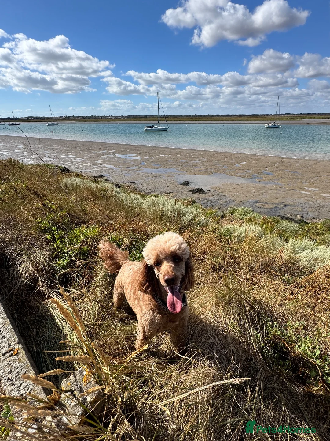 Labradoodle dogs for sale: Rehome needed sadly  - Advert 2
