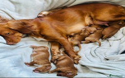 Cocker Spaniel dogs for sale: Stunning Red Cocker Spaniel Due  - Image 9