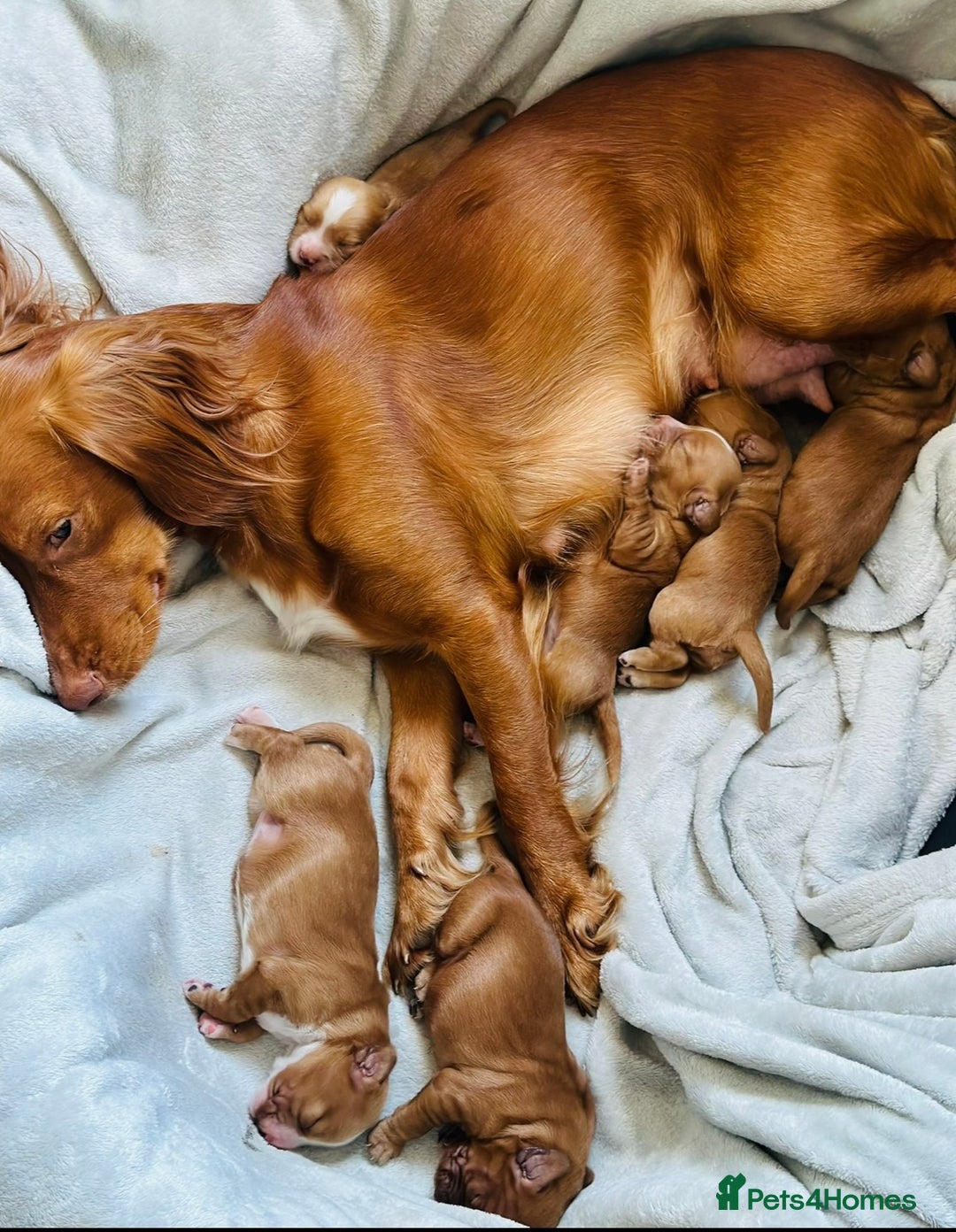 Cocker Spaniel dogs for sale: Stunning Red Cocker Spaniel Due  - Image 9