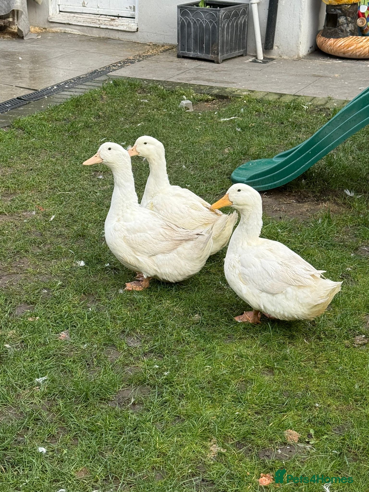 Ducks poultry Female ducks in Croydon - Advert 1
