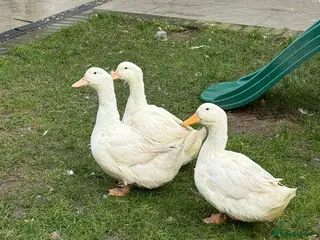 Ducks poultry Female ducks in Croydon - Advert 1