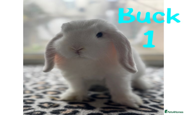 Mini Lop rabbits - Advert 14