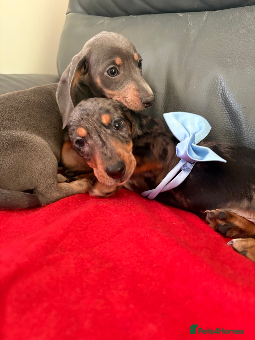 Dachshund dogs for sale: ⭐️KC reg miniature ⭐️Ready now litter Dachshunds  - Advert 21