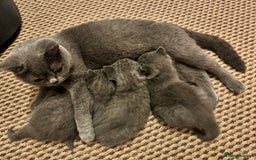 British Shorthair cats for sale: British Shorthair Blue 3 Girls GCCF registered  - Image 9