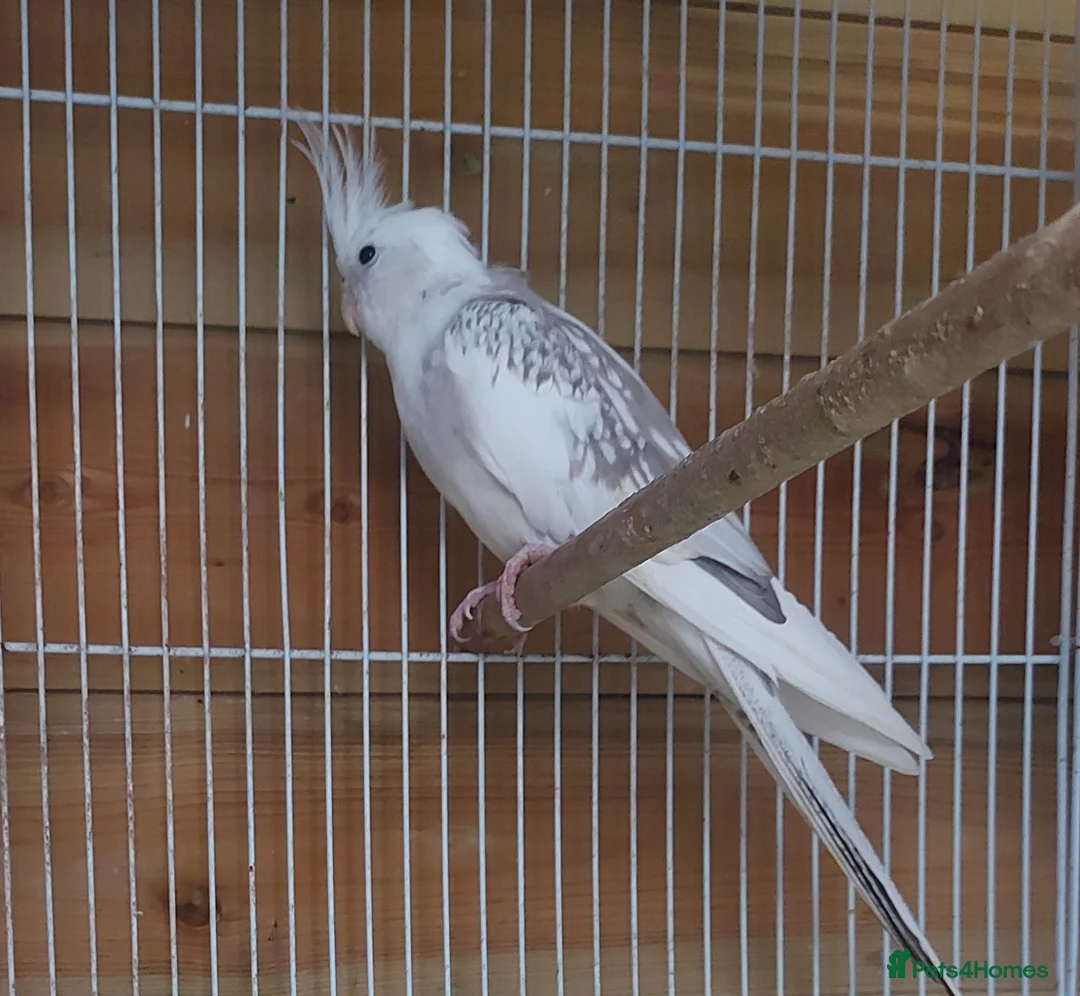 Cockatiels birds for sale: 4 cocktails for sale 2 hen's and 2 cock - Advert 5