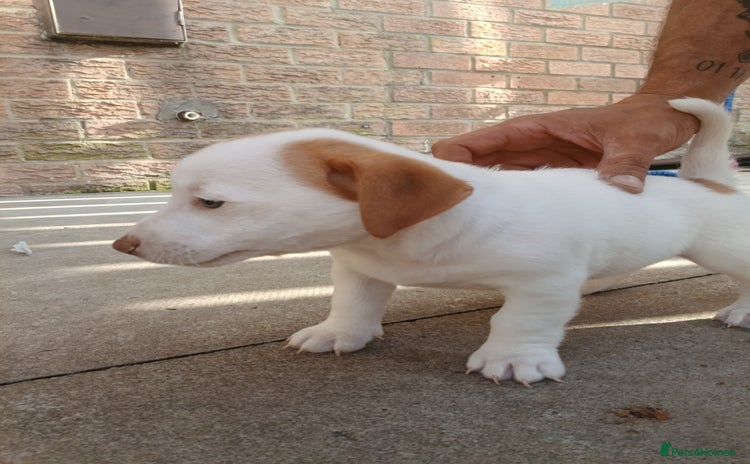 Jack Russell dogs - Advert 4