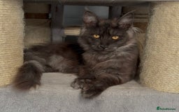 Maine Coon cats for sale: XL black smoke maine coon female Russia bloodlines - Image 11