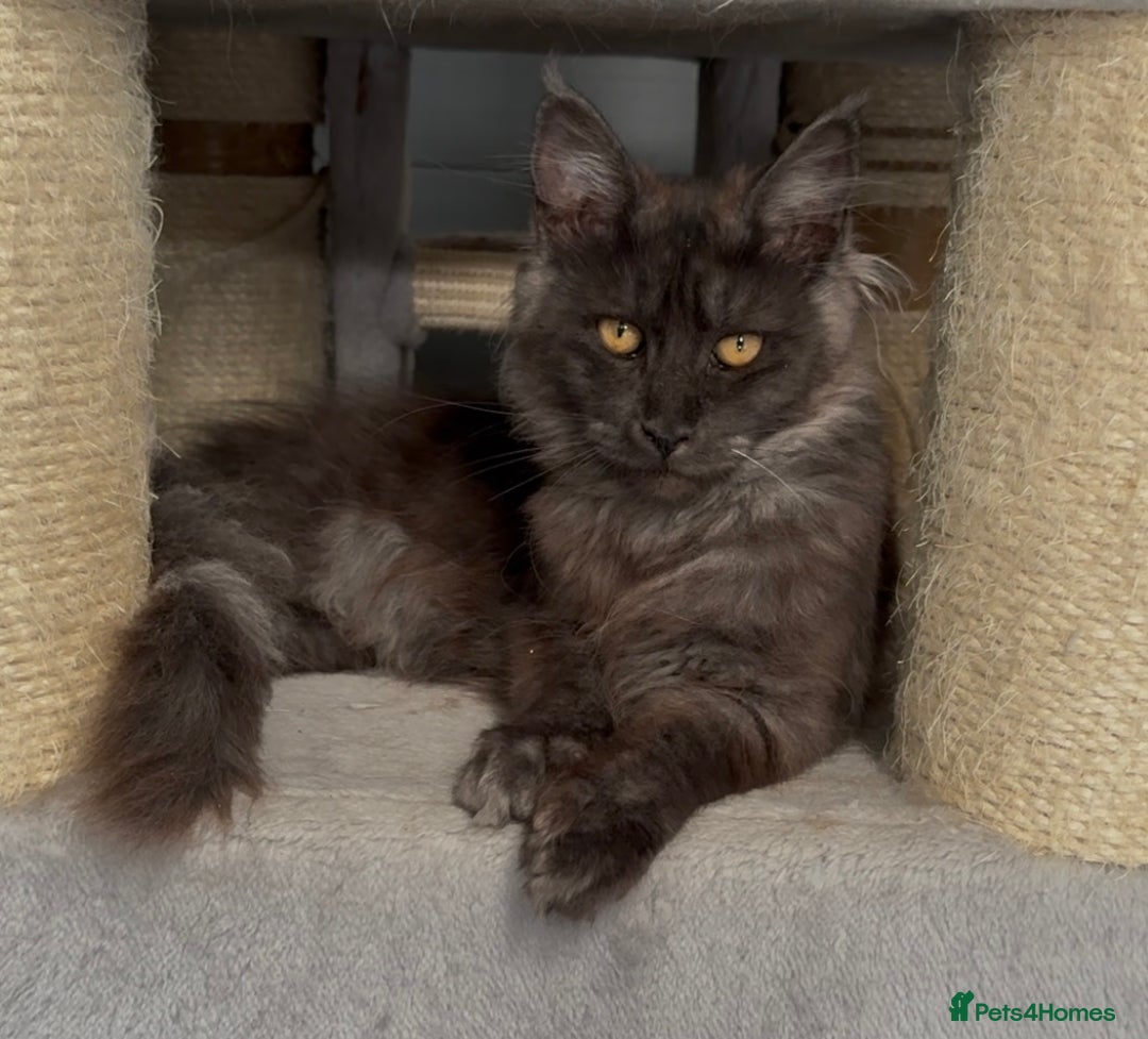 Maine Coon cats for sale: XL black smoke maine coon female Russia bloodlines - Image 11