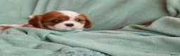 Cavalier King Charles Spaniel dogs for sale: Lovingly Cavalier King Charles Spaniels  in Edinburgh - Advert 7