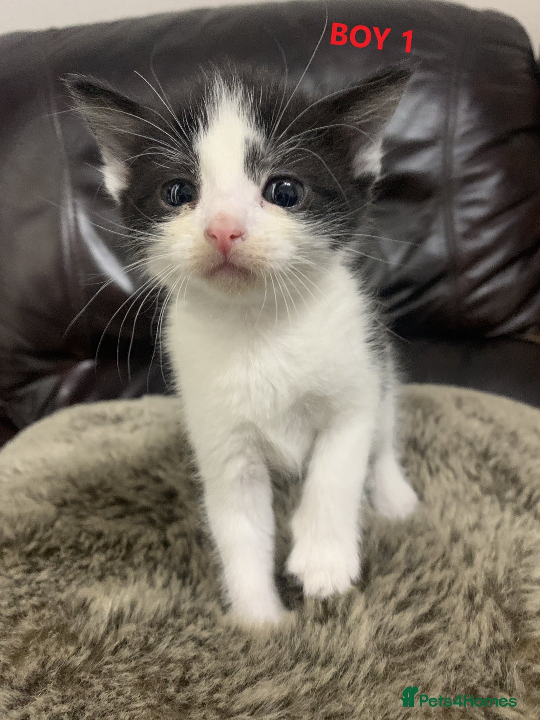 Mixed Breed cats for sale: 6 X BEAUTIFUL MIXED BREED KITTENS BORN 23.08.2025  - Image 3