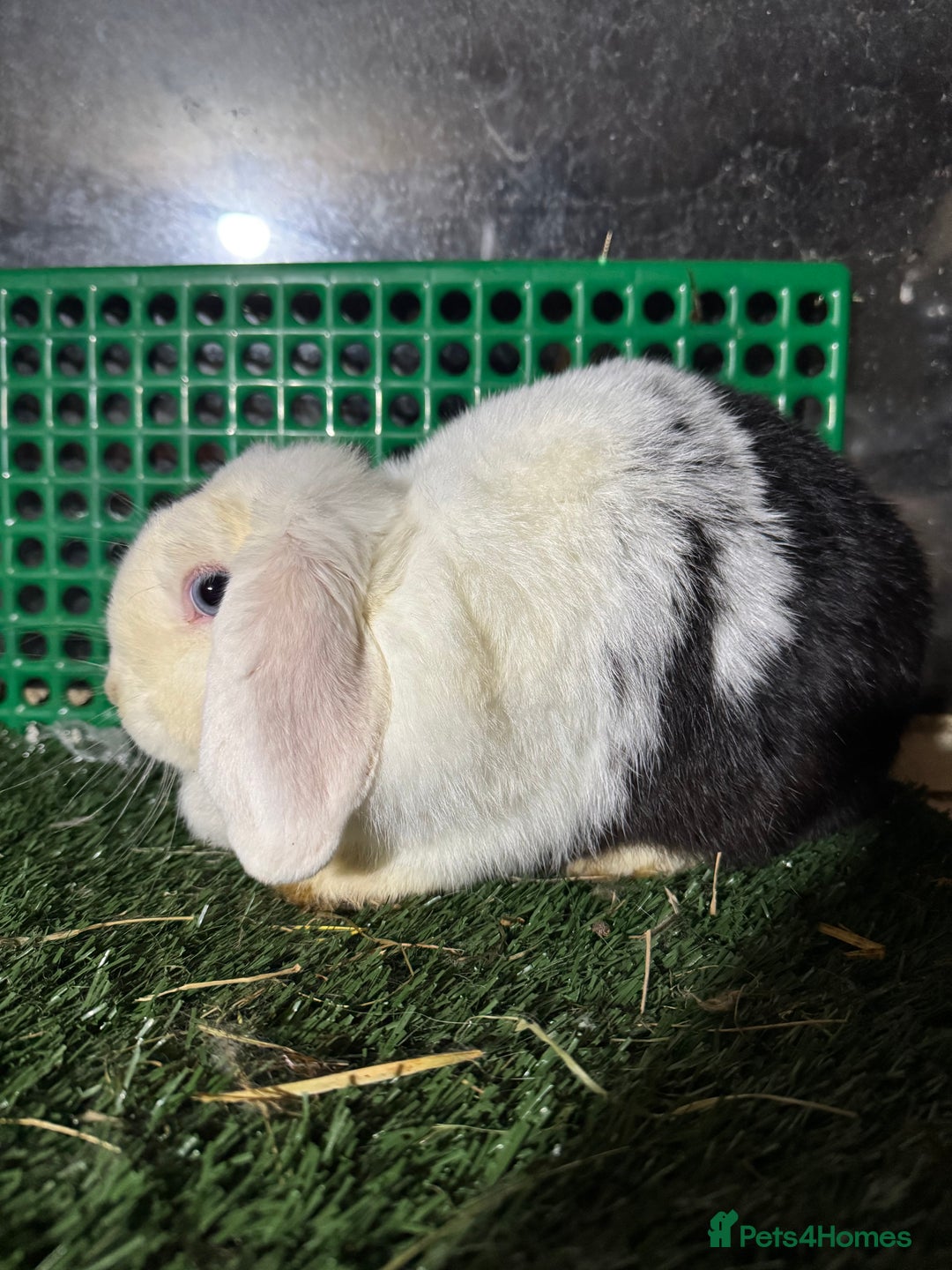 Mini Lop rabbits for sale: Pure breed mini lops  - Advert 6