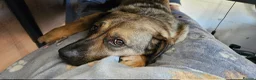 Mixed Breed dogs for adoption: Playful Philly - Advert 2
