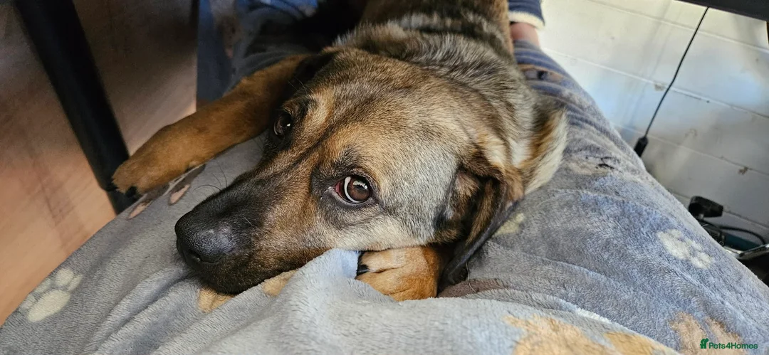 Mixed Breed dogs for adoption: Playful Philly - Advert 2