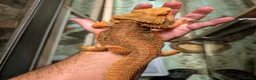 Bearded Dragon reptiles for sale: 4 x male bearded dragons read description  - Advert 4