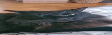 SHA