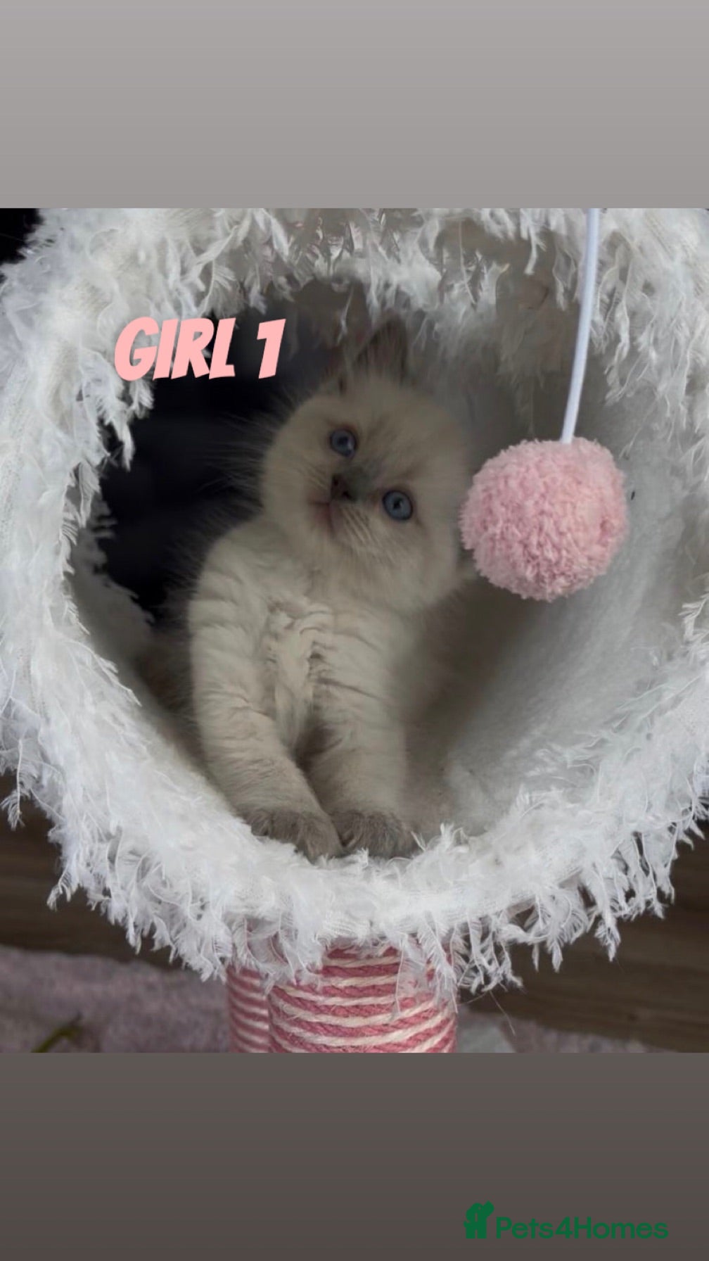 Ragdoll cats Stunning Ragdoll Kittens - Ready in 1 week 🐾🐈 - Advert 1