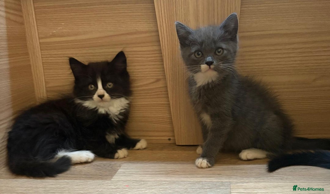 British Shorthair cats for sale: Gorgeous British Shorthair kittens! - Image 2