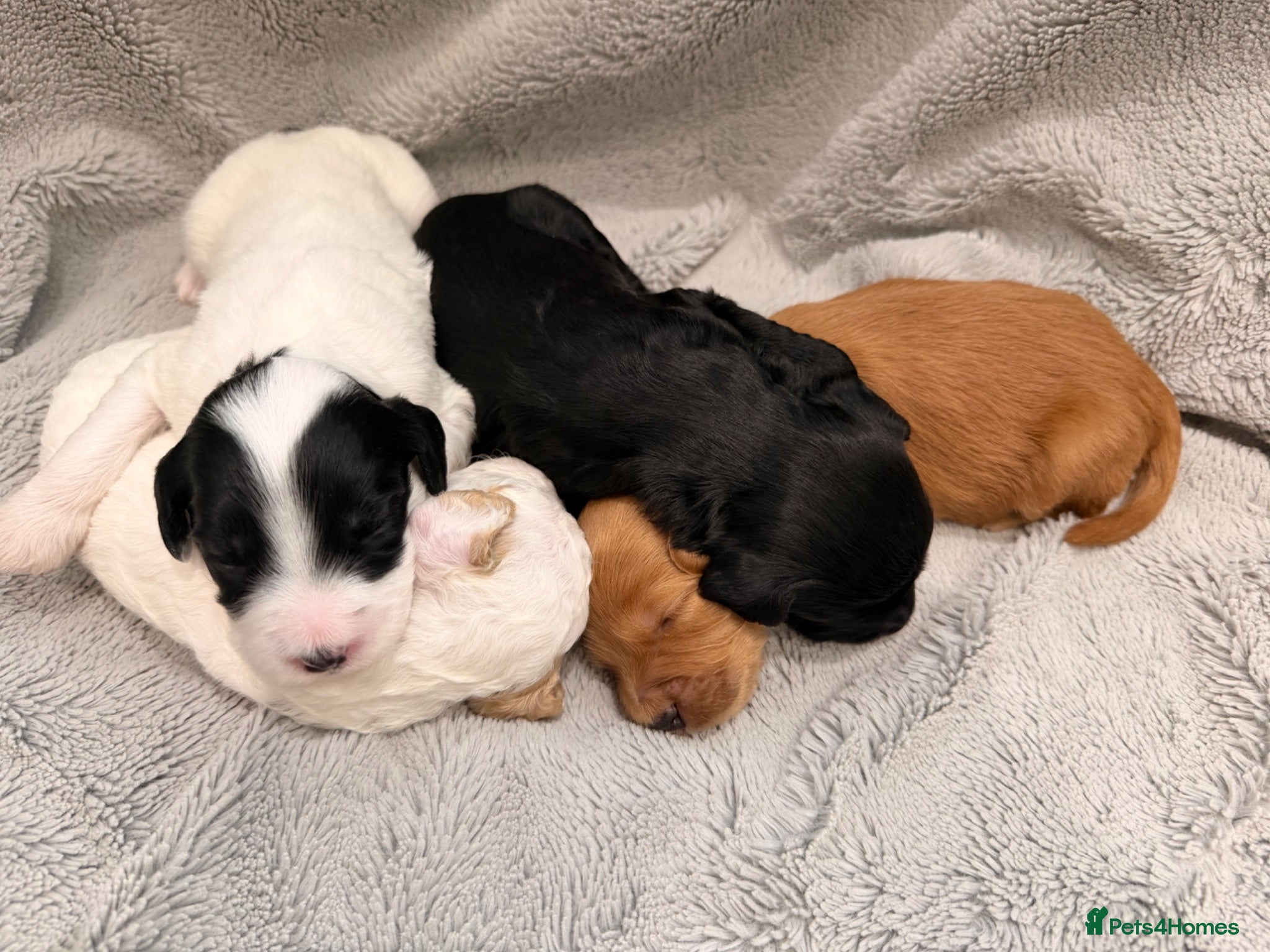 Australian Labradoodle dogs 8 Gorgeous Australian labradoodle puppies - Advert 2