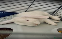 Mini Lop rabbits for sale: Mini lop rabbits  - Image 8