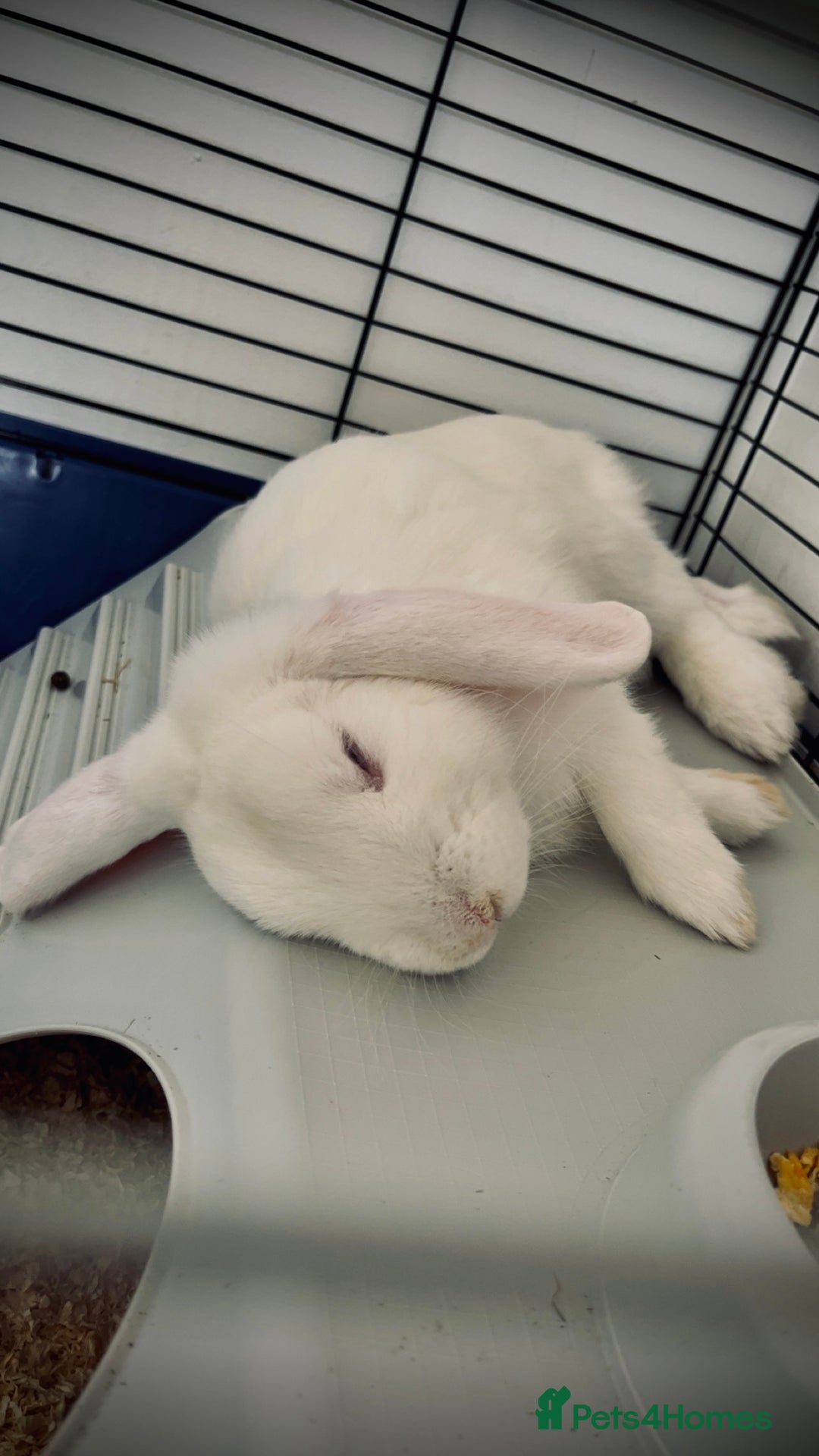 Mini Lop rabbits for sale: Mini lop rabbits  - Image 8