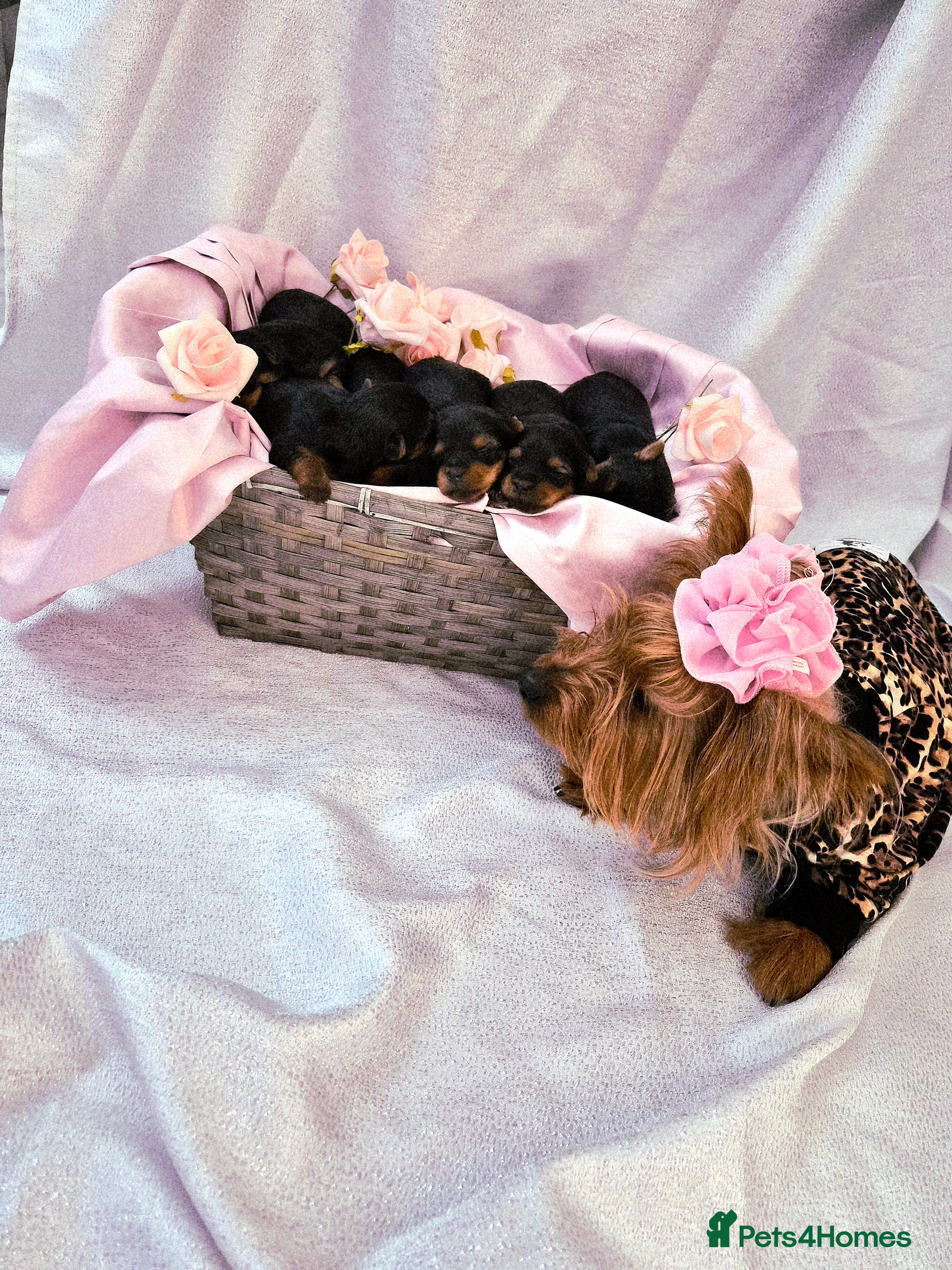 Yorkshire Terrier dogs 6 Girls yorkshire terrier girls - Advert 7