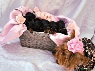 Yorkshire Terrier dogs 6 Girls yorkshire terrier girls - Advert 2